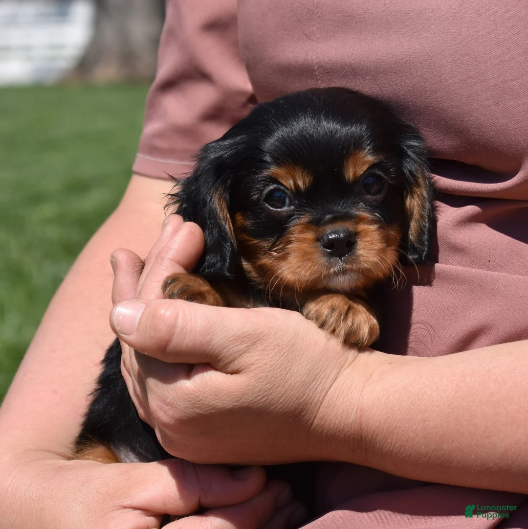 Cavalier King Charles Spaniel dogs for sale: Dexter  - Ad 1