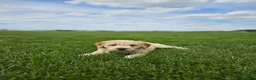Mini Goldendoodle dogs for sale: Tanner - Ad 6