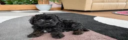 Mixed Breed dogs for sale: Maltipoo/Havanese boy 2  - Ad 12