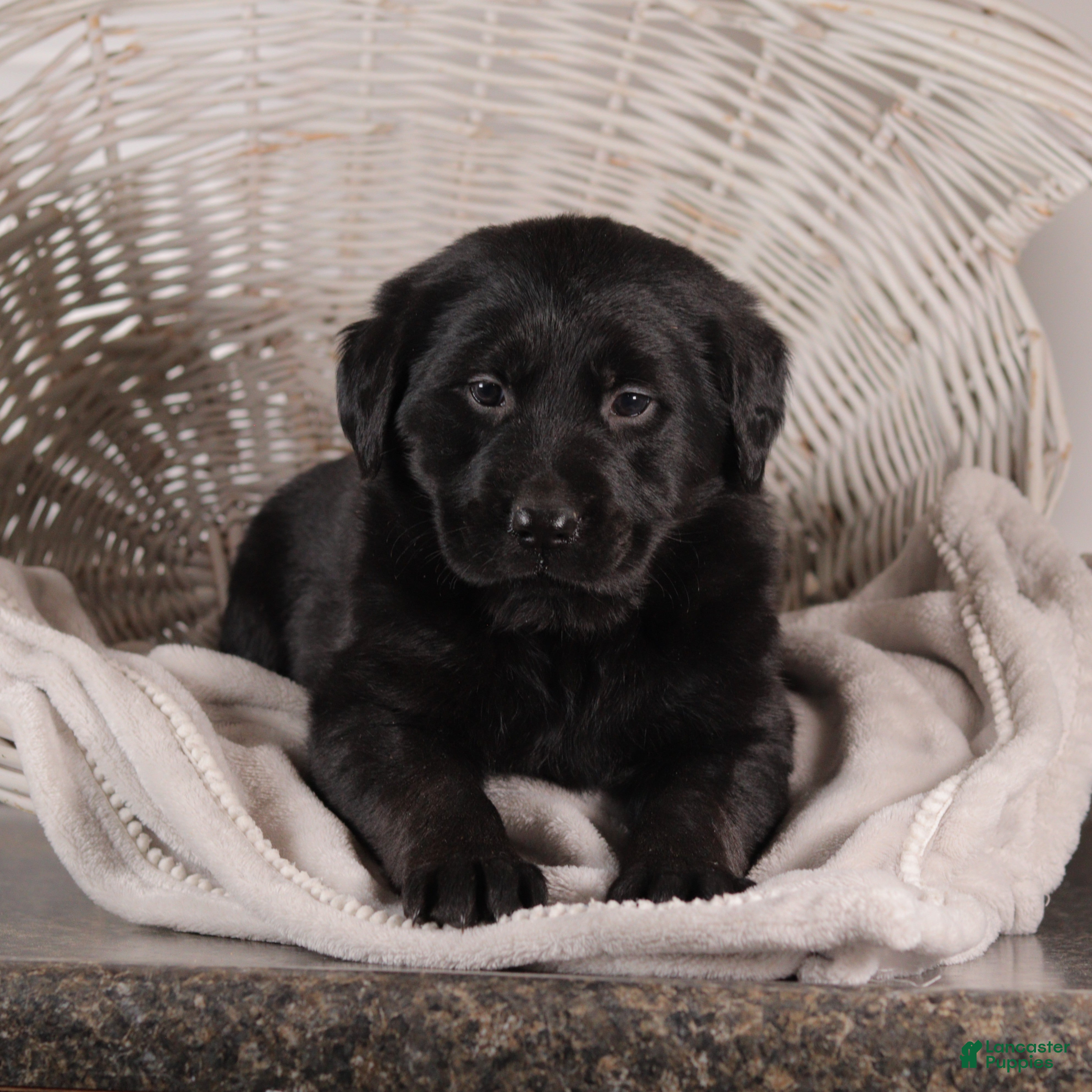 Mixed Breed dogs Rosa - Ad 2