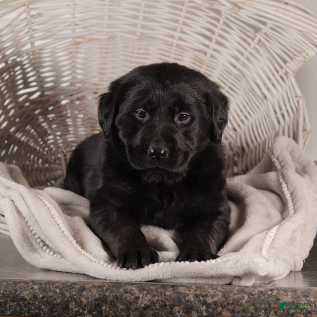 Mixed Breed dogs for sale: Rosa - Ad 2