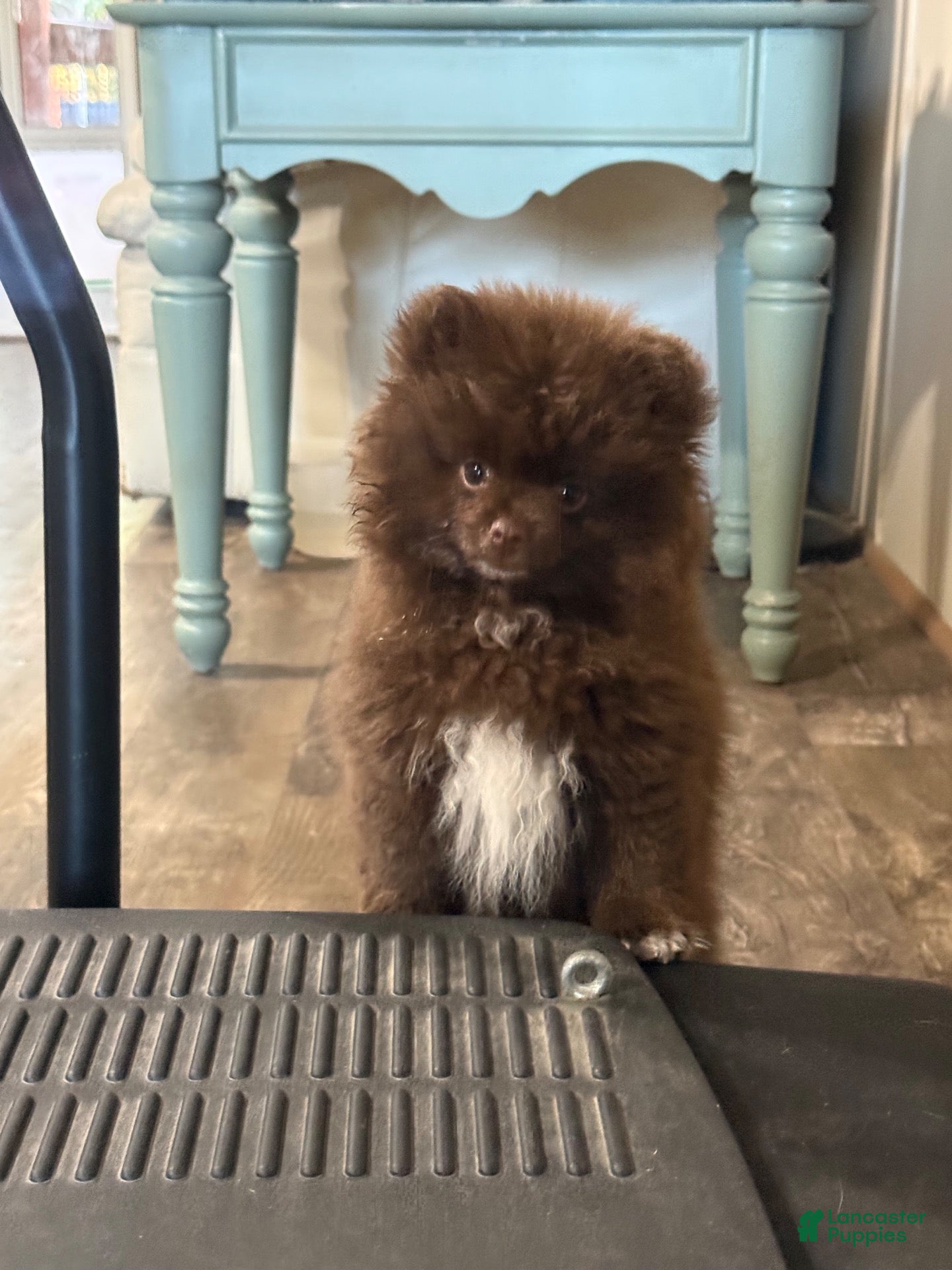Pomeranian dogs for sale: Pomeranian 4 - Ad 1