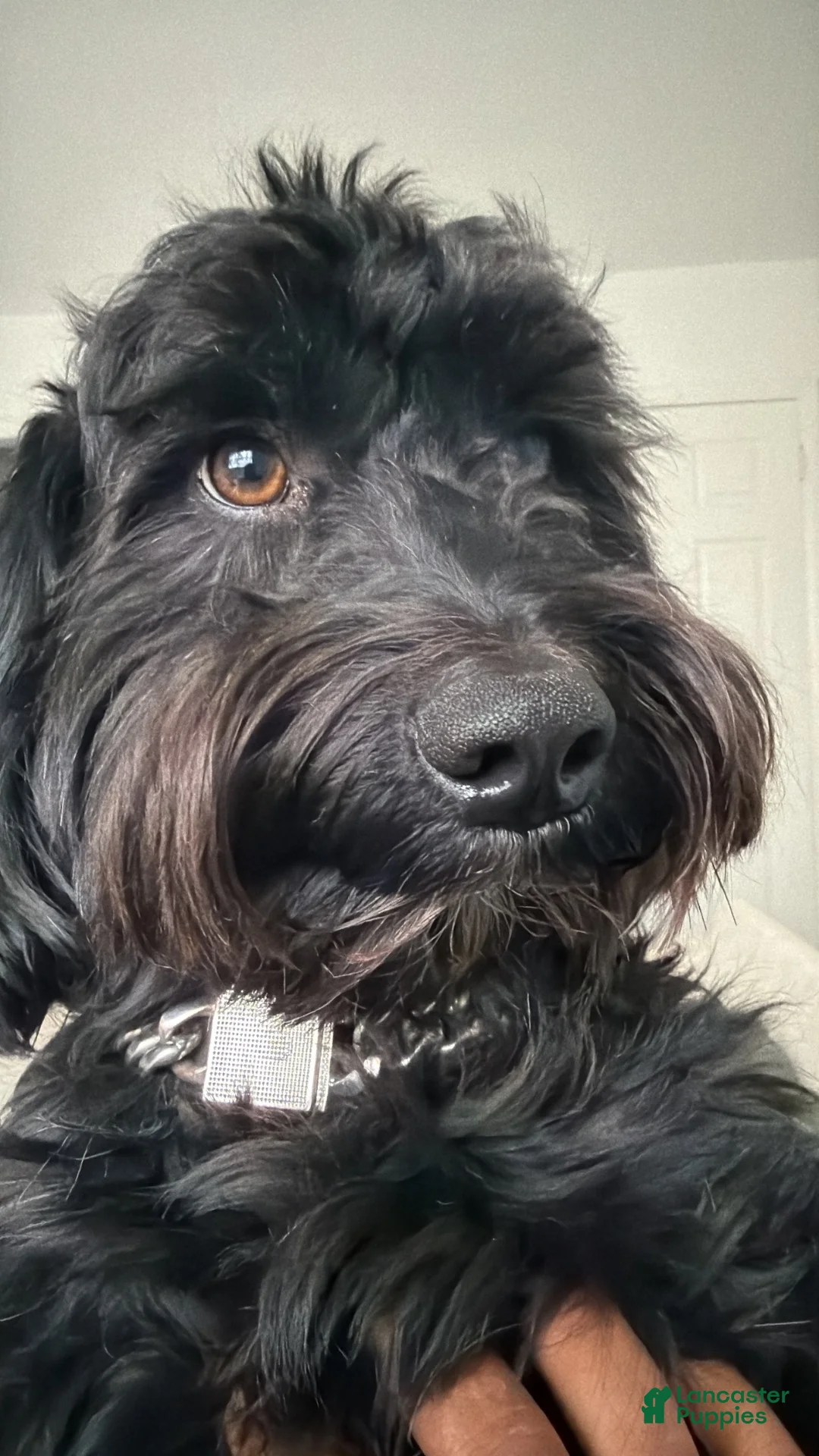 Mixed Breed dogs for stud: Rylo R - Ad 5