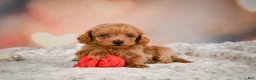 Toy Poodle dogs for sale: Joey - Ad 8