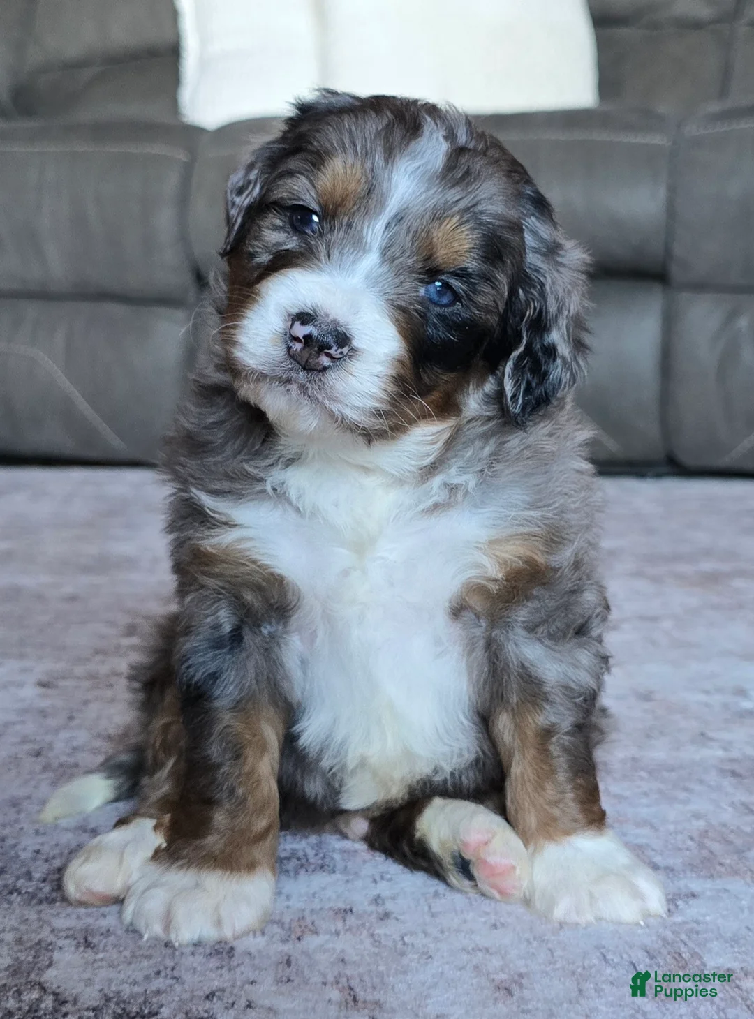 Mini Bernedoodle dogs for sale: Mini Chief - Ad 2