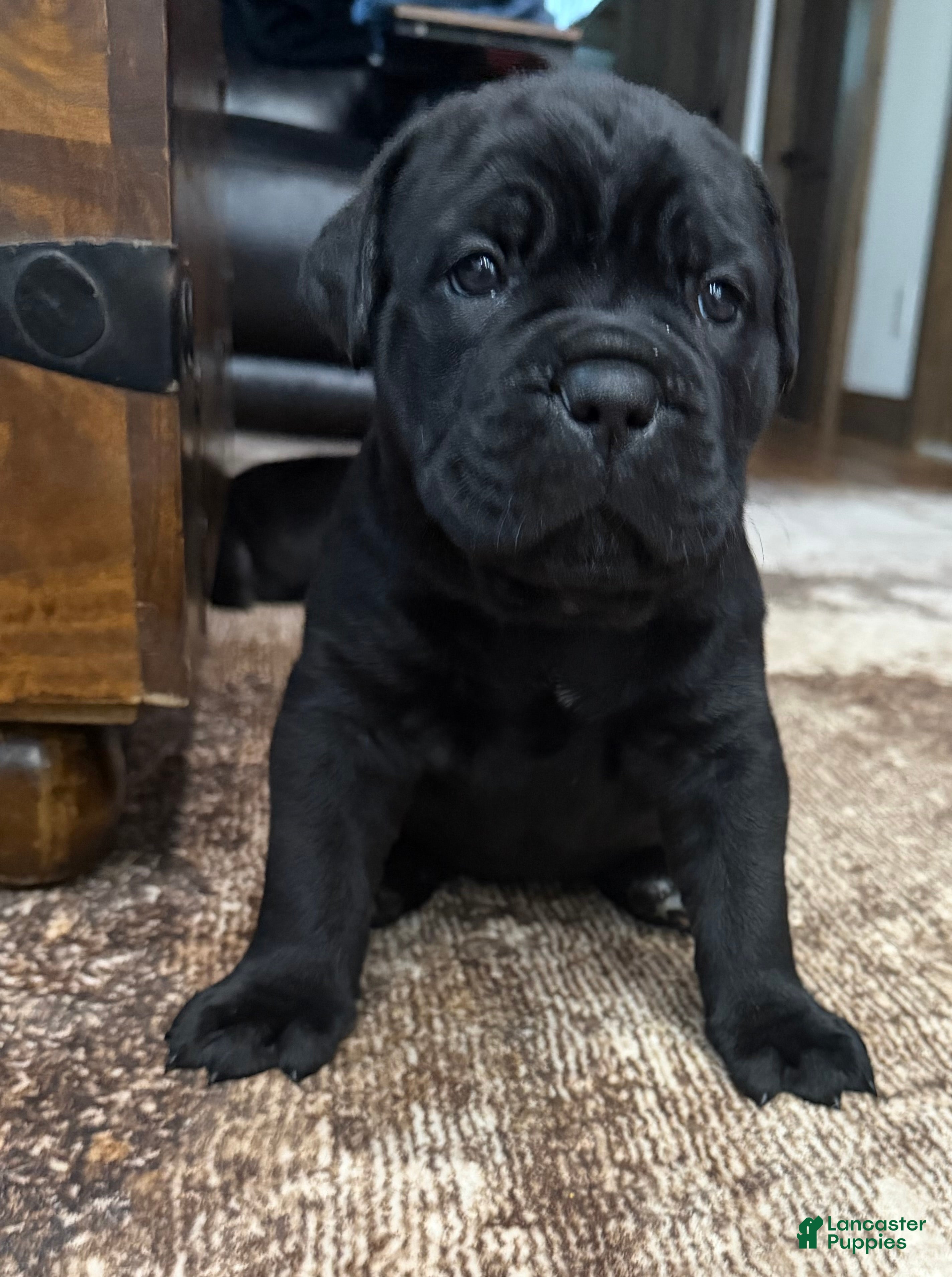 Cane Corso dogs Purple Collar - Meadow - Ad 1