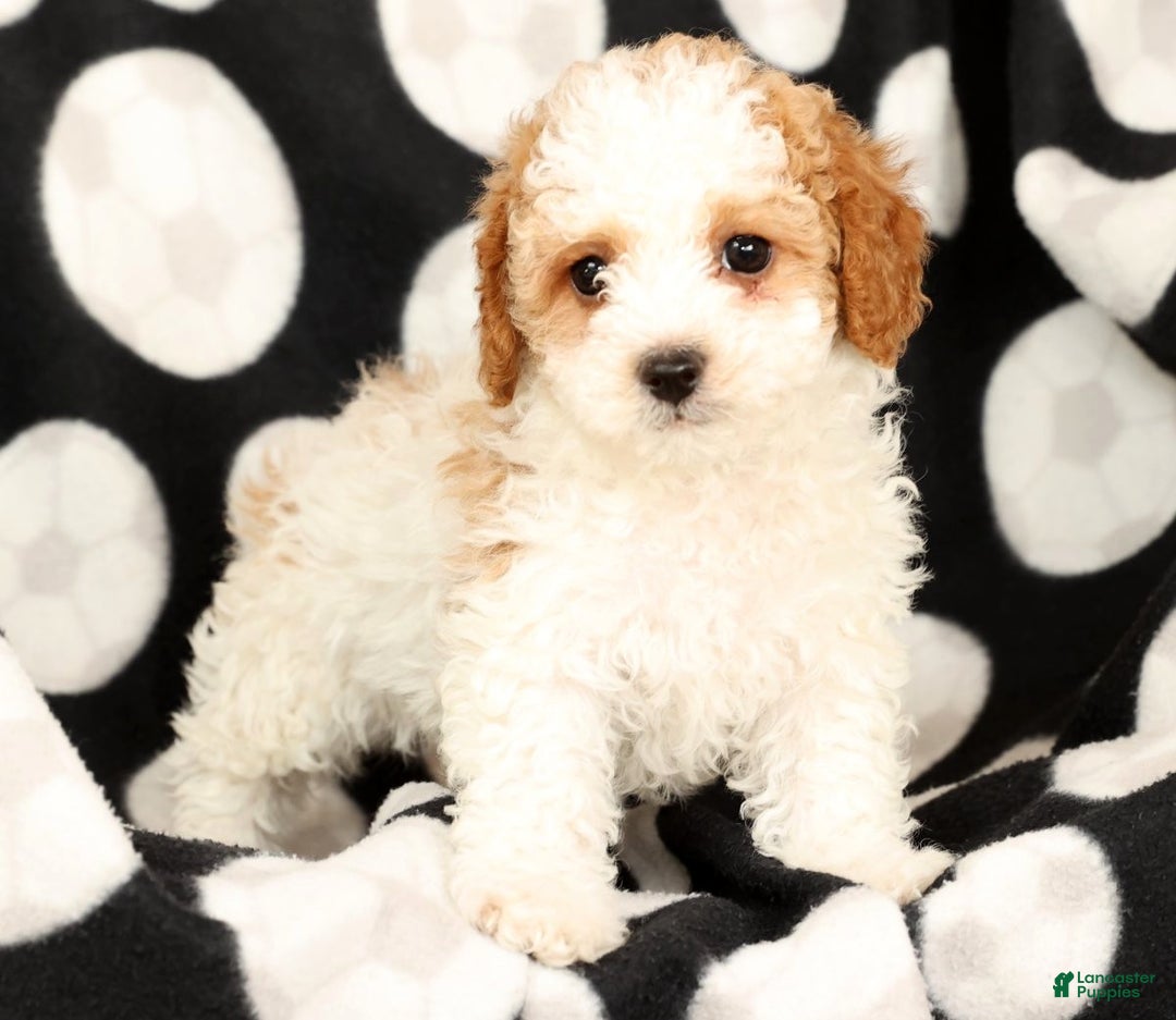Cavapoo dogs for sale: Jenny - Ad 7