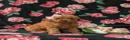 Miniature Poodle dogs for sale: Shena AKC Registered - Ad 3