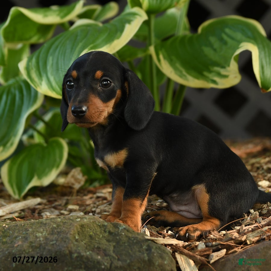 Miniature Dachshund dogs Dora - Ad 2