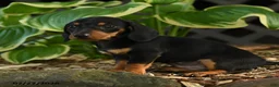 Miniature Dachshund dogs for sale: Dora - Ad 2