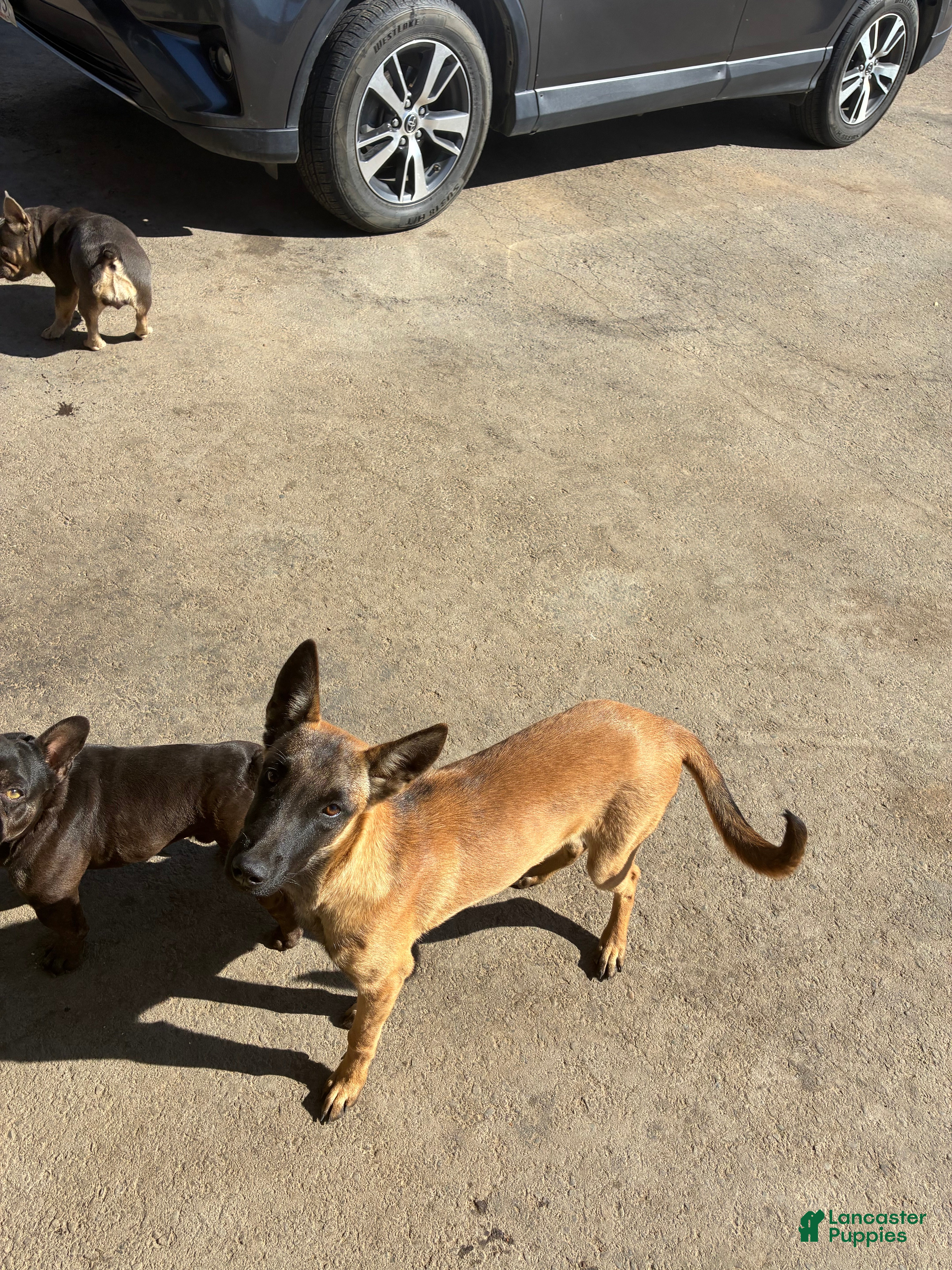 Belgian Malinois dogs Belgian Malinois 4 - Ad 2