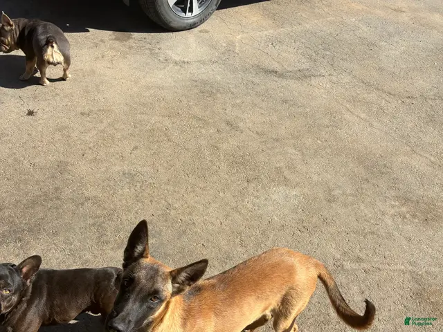 Belgian Malinois dogs for sale: Belgian Malinois 4 - Ad 2