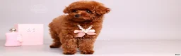 Toy Poodle dogs for sale: Elodie Red Teacup - Ad 16