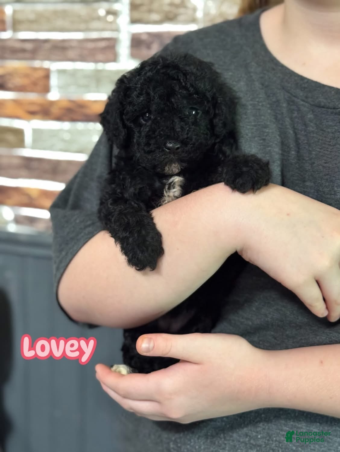 Toy Poodle dogs Lovey  - Ad 25
