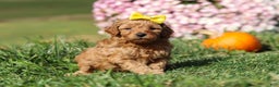 Cavapoo dogs for sale: Bianca - Ad 4