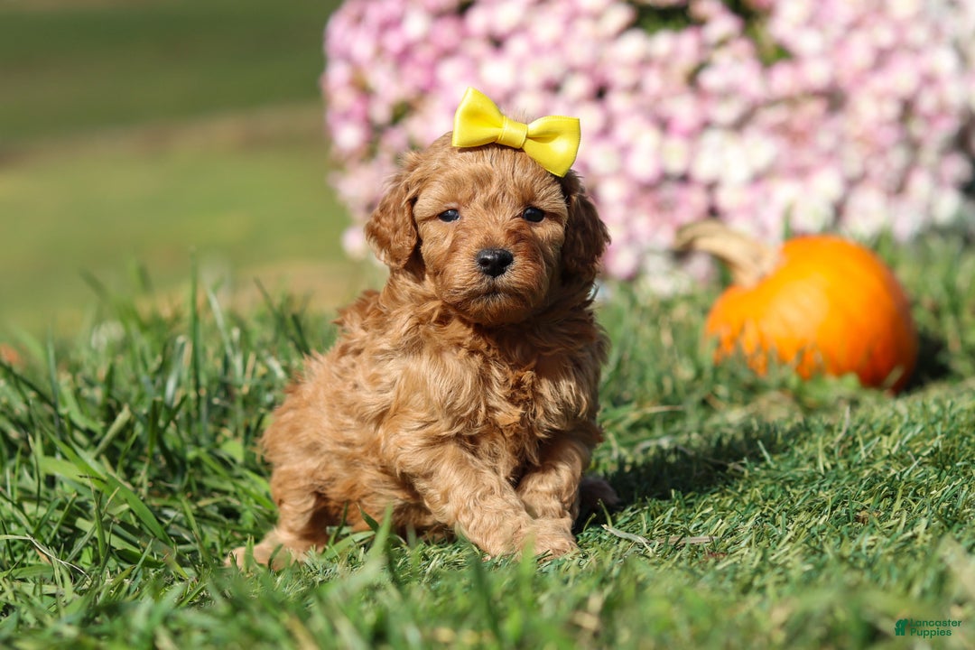 Cavapoo dogs for sale: Bianca - Ad 4