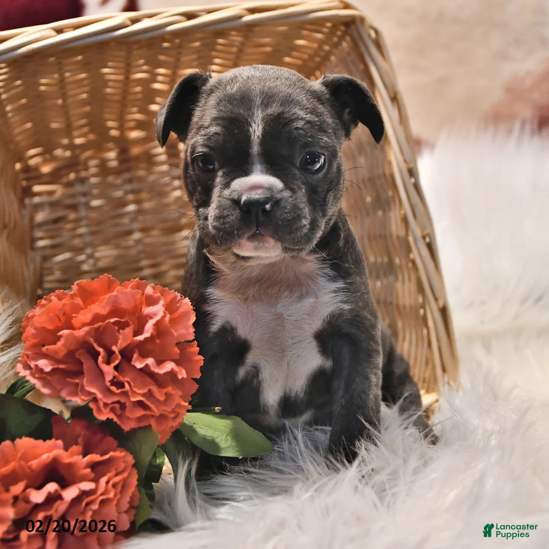 Frenchton dogs for sale: Glimmer - Ad 1