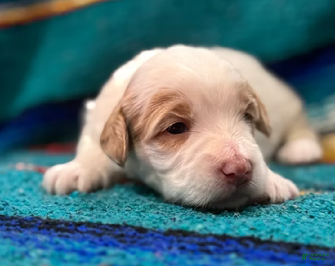 Mini Bernedoodle dogs for sale: Snow - Ad 2