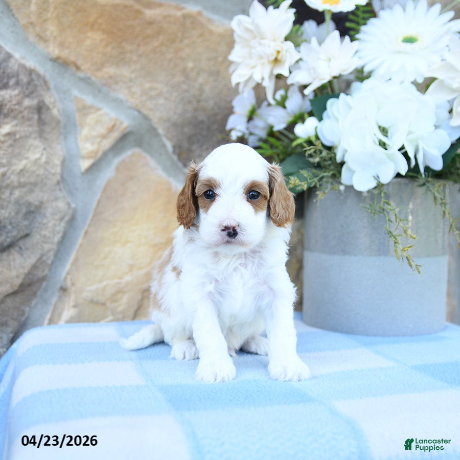Cavapoo dogs Marshmallow - Ad 1
