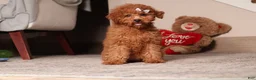 Miniature Poodle dogs for sale: Ruby - Ad 4