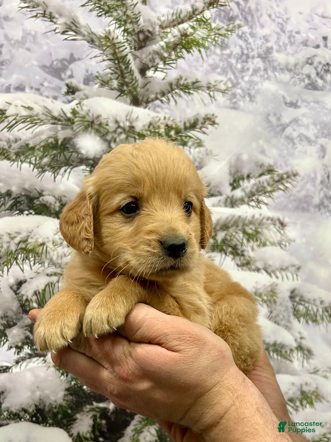 Golden Retriever dogs for sale: Rascal  - Ad 9