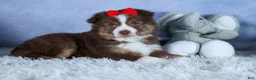 Miniature Australian Shepherd dogs for sale: ELVIS - Ad 9