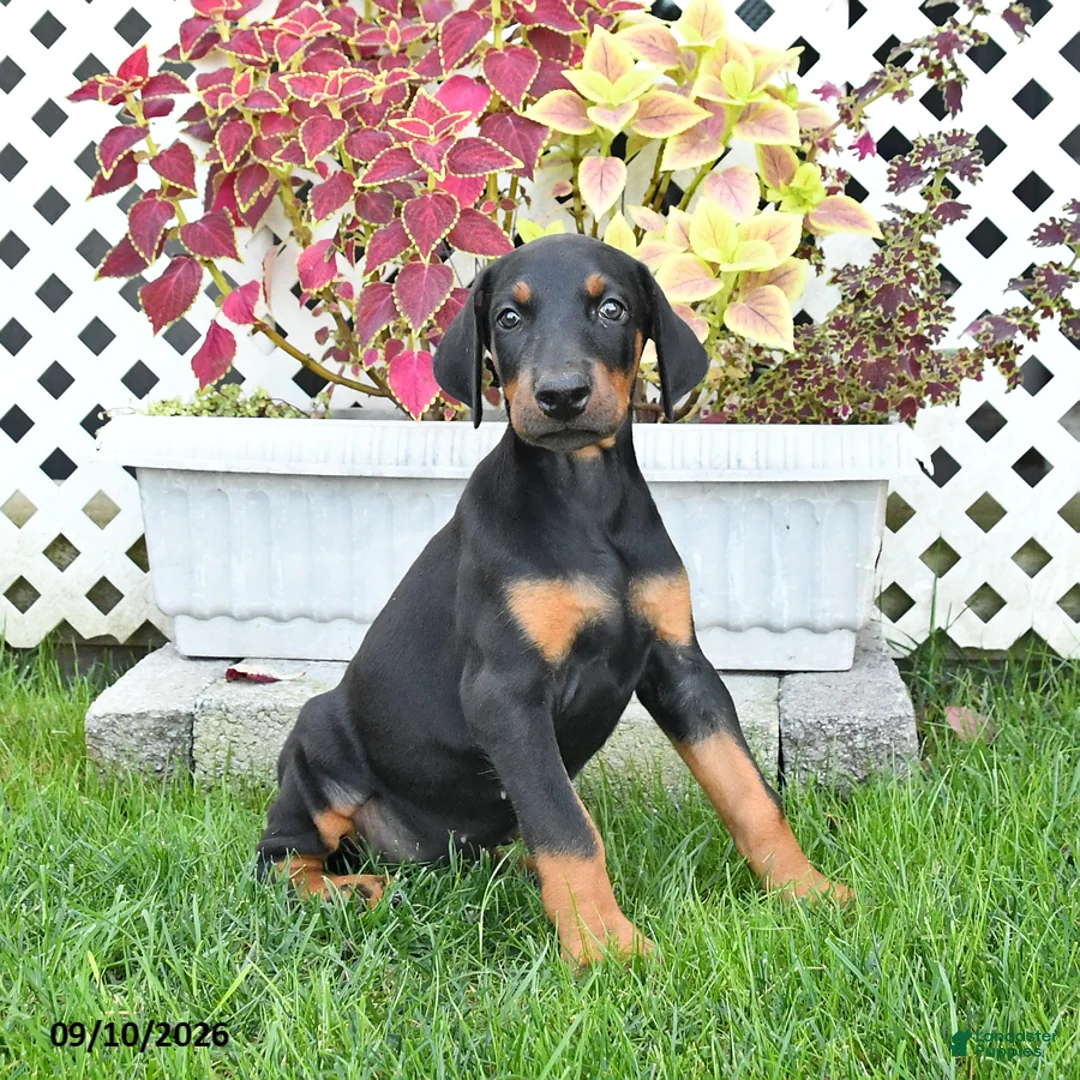 Doberman Pinscher dogs for sale: Penny - Ad 3
