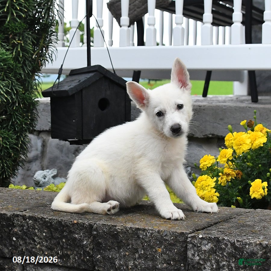 German Shepherd dogs Maisie - Ad 1