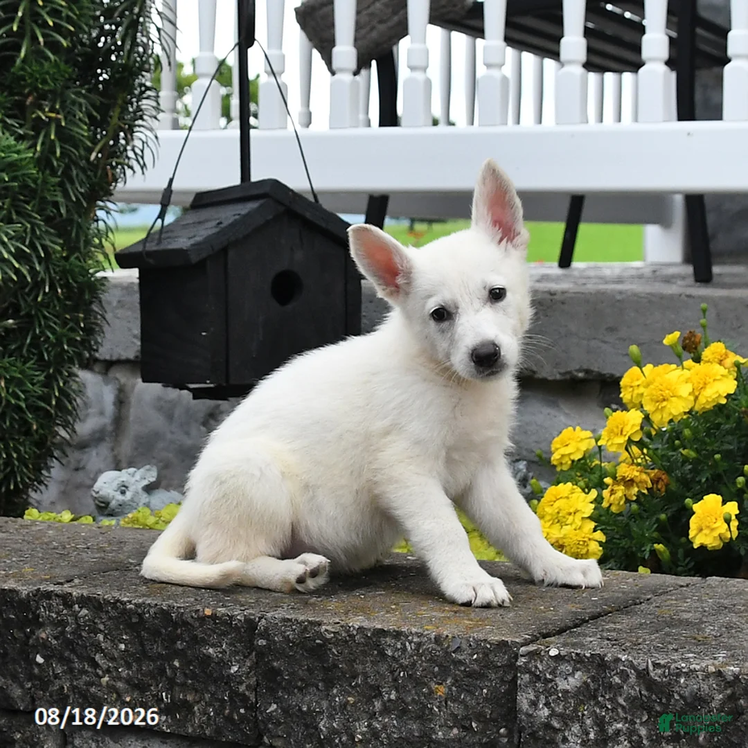German Shepherd dogs for sale: Maisie - Ad 1