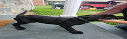 Mixed Breed dogs for sale: Mixed Breed 2 - Ad 1