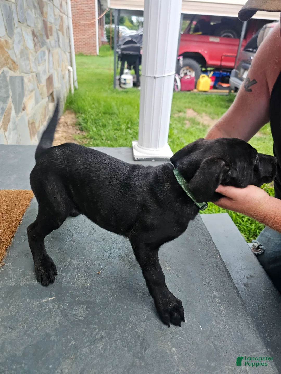 Mixed Breed dogs for sale: Mixed Breed 2 - Ad 1