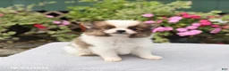 Pomeranian dogs for sale: Snickers - Ad 3