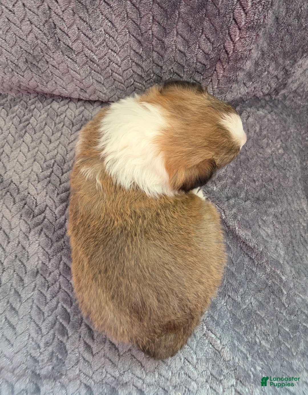 Shetland Sheepdog dogs for sale: Lucius - Ad 3