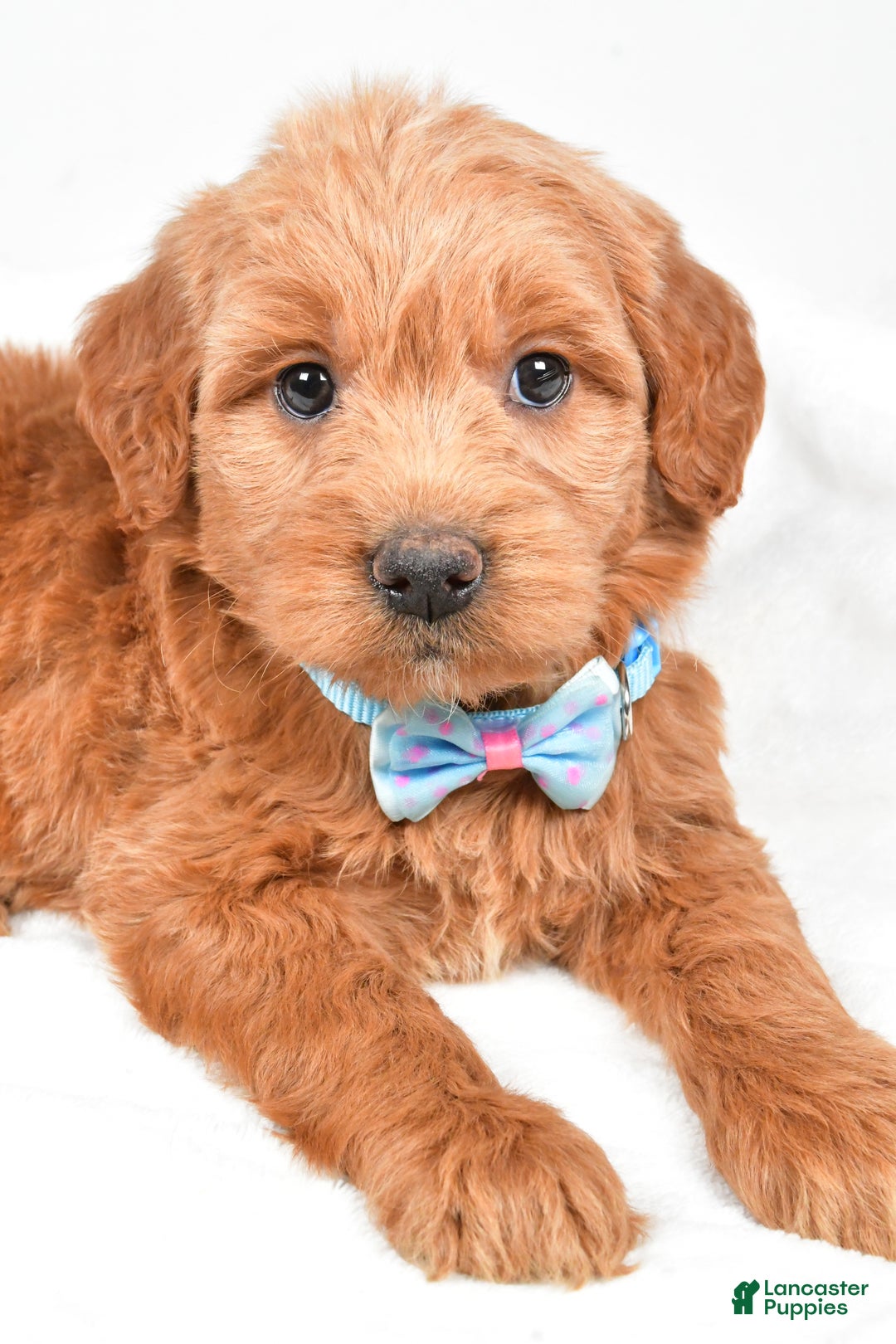 Mini Goldendoodle dogs for sale: Brent - Ad 2