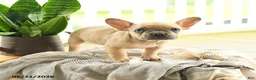French Bulldog dogs for sale: Levi - Ad 5