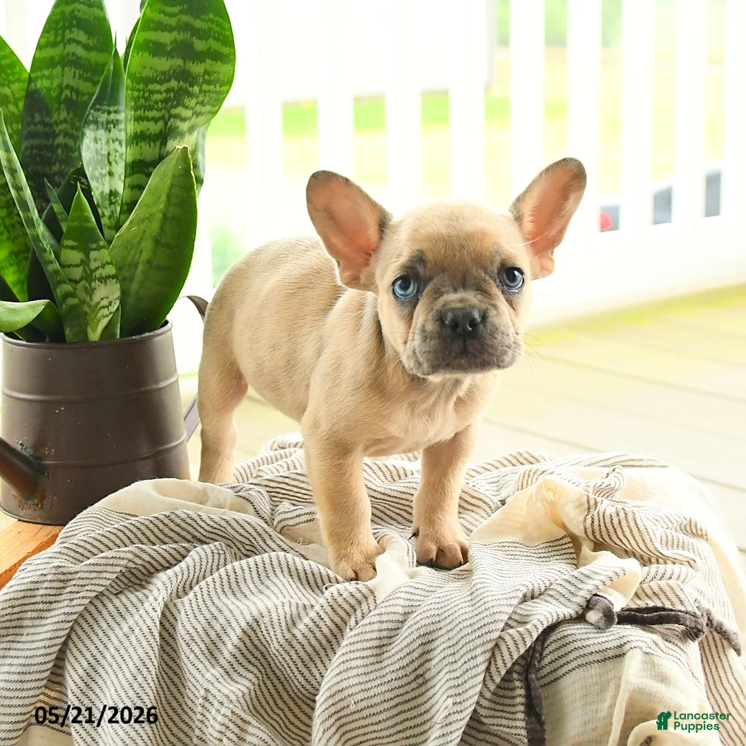 French Bulldog dogs for sale: Levi - Ad 5