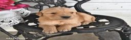 Golden Retriever dogs for sale: Megan - Ad 1
