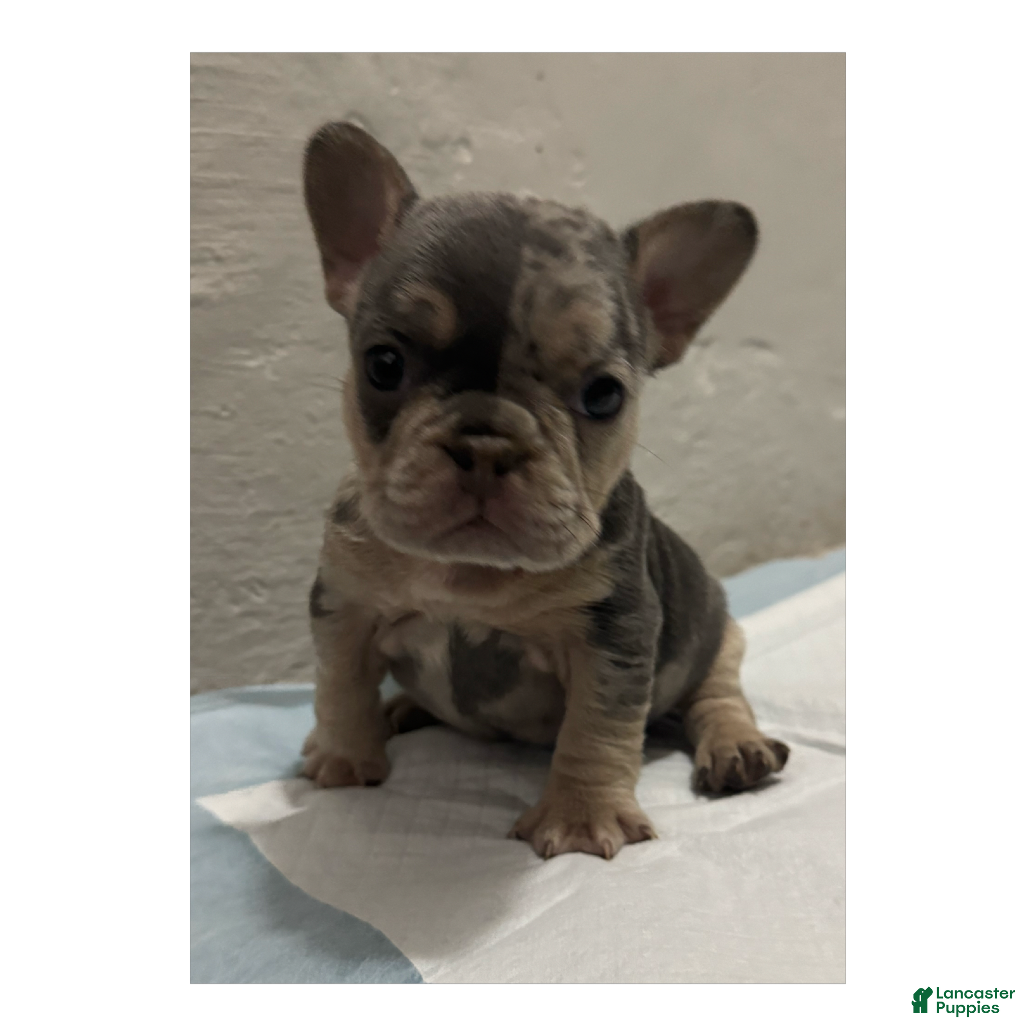 French Bulldog dogs French Bulldog Puppy 1 - Ad 1