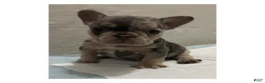 French Bulldog Puppy 1
