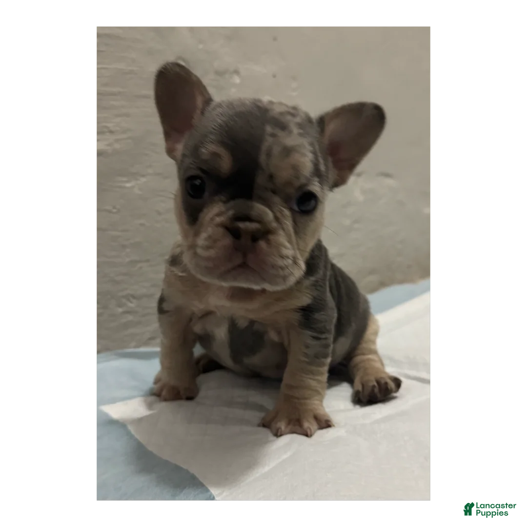 French Bulldog dogs for sale: French Bulldog Puppy 1 - Ad 1