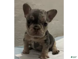 French Bulldog dogs for sale: French Bulldog Puppy 1 - Ad 2