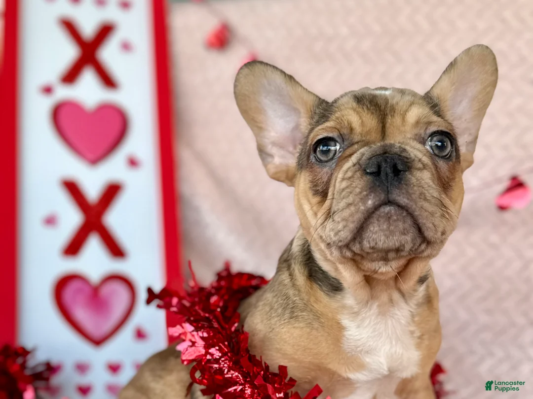 French Bulldog dogs for sale: Fawn Merle (Richard) - Ad 2
