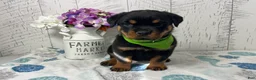 Rottweiler dogs for sale:  Alyssa - Ad 3