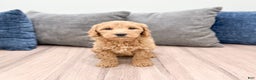Goldendoodle dogs for sale: Courtney - Ad 6