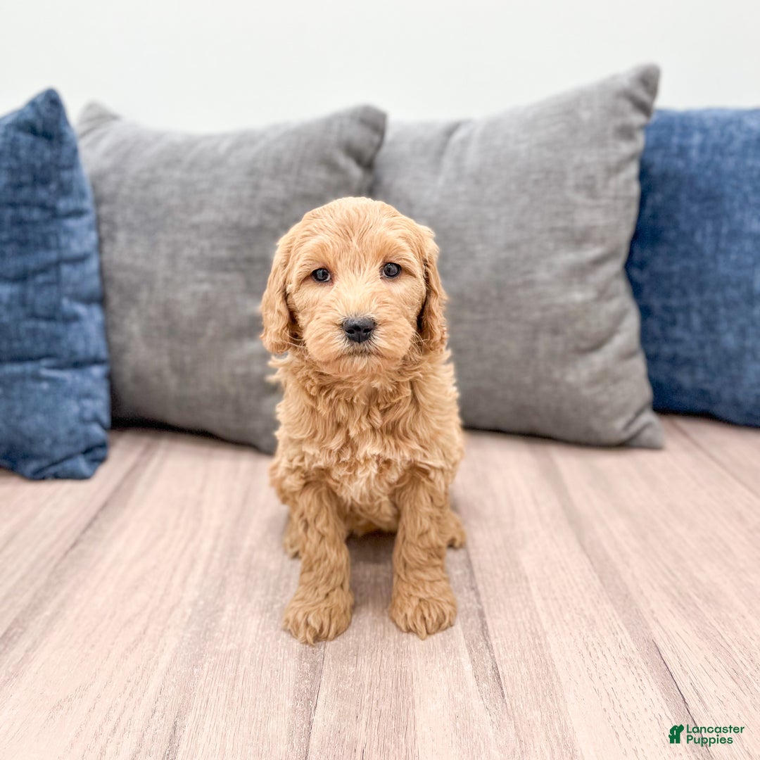 Goldendoodle dogs for sale: Courtney - Ad 6