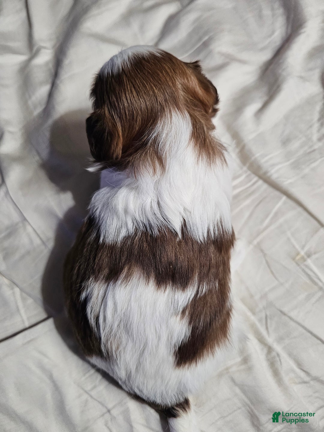 Shih Tzu dogs for sale: Yogi - Ad 5