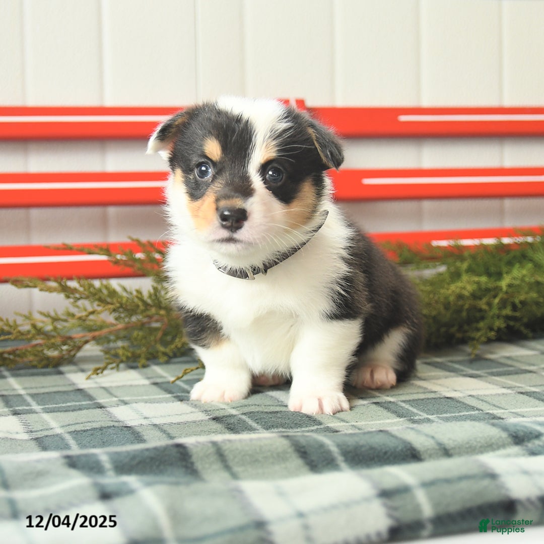 Welsh Corgi Pembroke dogs for sale: Blizzard - Ad 5