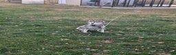 Pomsky dogs for sale: Peanut  - Ad 7