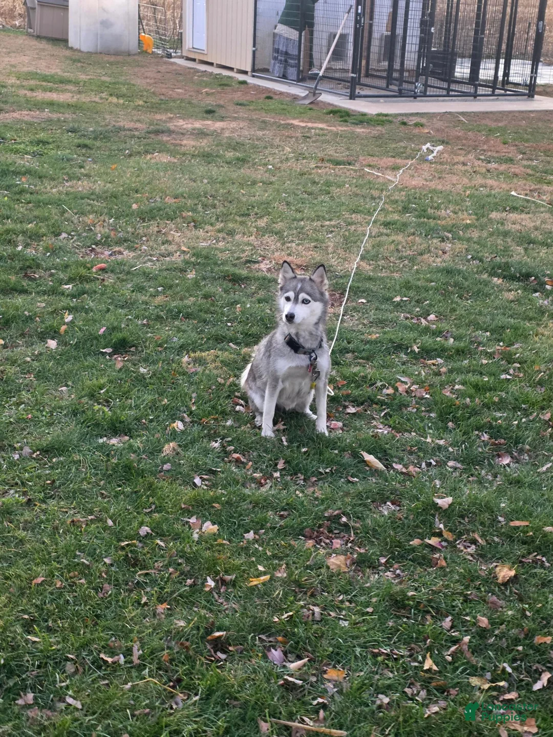 Pomsky dogs for sale: Peanut  - Ad 7