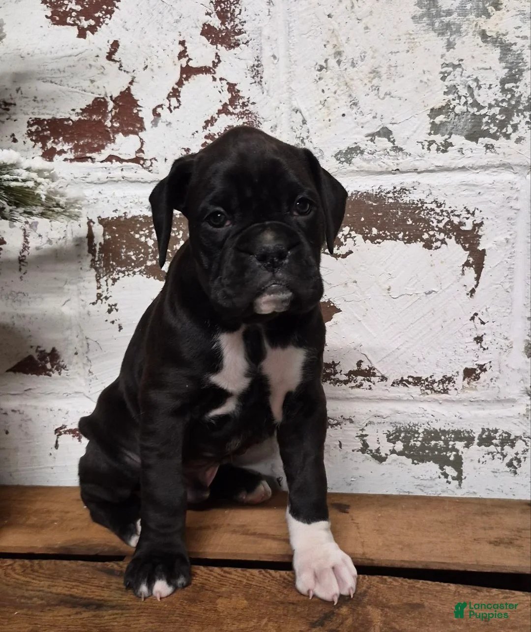 Boxer dogs for sale: JASPER - Ad 3